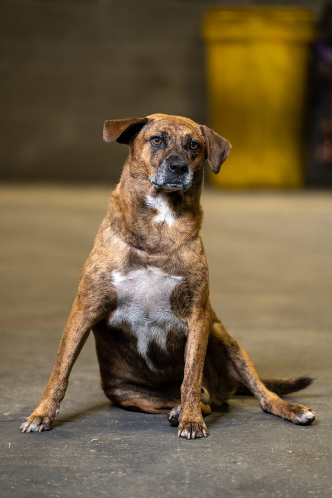 Hoppy the shop dog